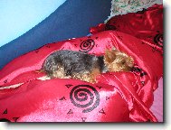 Jorkšírský terier, Yorkshire Terrier,