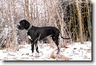 Deutsche Dogge