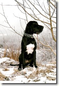 Deutsche Dogge