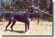 Deutsche Dogge