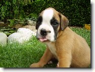 Deutscher Boxer