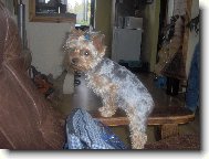 Jorkšírský terier, Yorkshire Terrier,