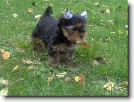 Jorkšírský terier, Yorkshire Terrier,