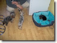 Jorkšírský terier, Yorkshire Terrier,