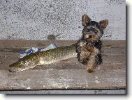Jorkšírský terier, Yorkshire Terrier,