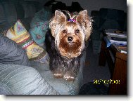 Jorkšírský terier, Yorkshire Terrier,