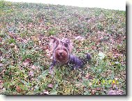 Jorkšírský terier, Yorkshire Terrier,