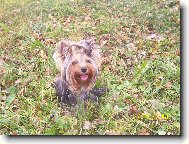 Jorkšírský terier, Yorkshire Terrier,