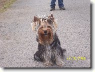 Jorkšírský terier, Yorkshire Terrier,