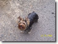 Jorkšírský terier, Yorkshire Terrier,