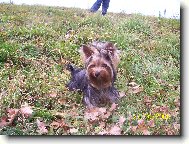 Jorkšírský terier, Yorkshire Terrier,