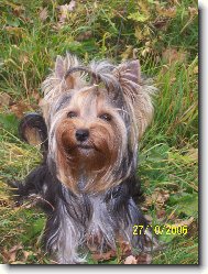 Jorkšírský terier, Yorkshire Terrier,