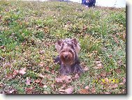 Jorkšírský terier, Yorkshire Terrier,
