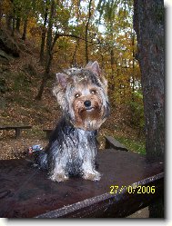 Jorkšírský terier, Yorkshire Terrier,