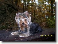 Jorkšírský terier, Yorkshire Terrier,