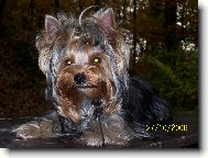Jorkšírský terier, Yorkshire Terrier,