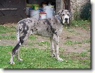 Deutsche Dogge