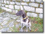 Deutscher Kurzhaariger Vorstehhund
