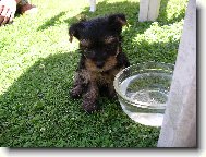 Jorkšírský terier, Yorkshire Terrier,