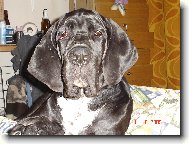 Deutsche Dogge