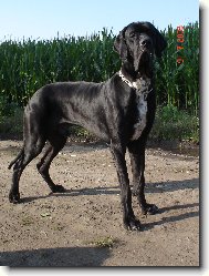 Deutsche Dogge