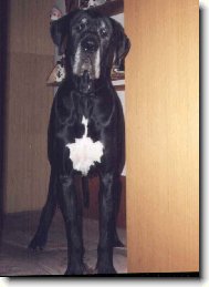 Deutsche Dogge