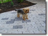 Jorkšírský terier, Yorkshire Terrier,