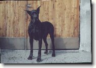 Deutsche Dogge