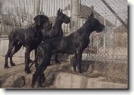 Deutsche Dogge