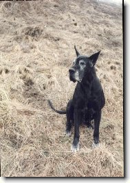 Deutsche Dogge