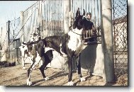 Deutsche Dogge