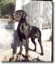 Deutsche Dogge