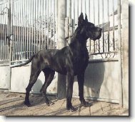 Deutsche Dogge