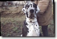 Deutsche Dogge