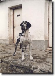 Deutsche Dogge