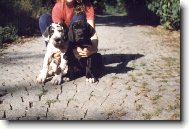 Deutsche Dogge