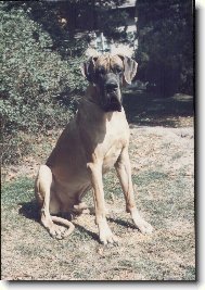 Deutsche Dogge