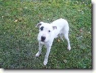 Dogo Argentino