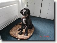 Deutsche Dogge