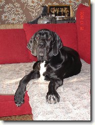 Deutsche Dogge