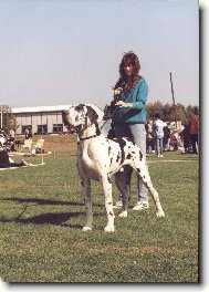Deutsche Dogge