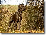 Deutsche Dogge