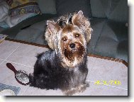 Jorkšírský terier, Yorkshire Terrier,