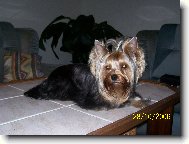 Jorkšírský terier, Yorkshire Terrier,