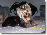 Jorkšírský terier, Yorkshire Terrier,