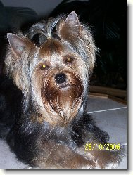 Jorkšírský terier, Yorkshire Terrier,