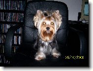 Jorkšírský terier, Yorkshire Terrier,