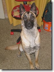 Chien de Berger Belge - Malinois