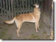 Chien de Berger Belge - Malinois