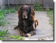 Deutscher Wachtelhund, German Spaniel